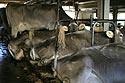 vaches en étable, à la queue attachée - © Norbert Pousseur