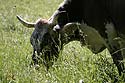 Vache à tête bigarrée, broutant - © Norbert Pousseur