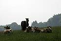 Troupeau de vaches en pâture avec chevaux - © Norbert Pousseur