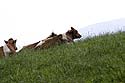 Vaches paissant au dos d'une colline - © Norbert Pousseur