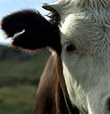 oreille poinçonnée de vache - © Norbert Pousseur