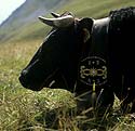 Collier gravé  de sonaille de vache noire de Martigny - © Norbert Pousseur