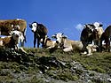 Vaches en photo de famille - © Norbert Pousseur