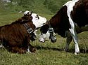vaches se frottant l'une l'autre - © Norbert Pousseur