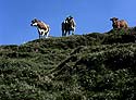 silhouettes de vache au sommet d'un col - © Norbert Pousseur