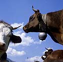 Tête de vaches sur fond de ciel - © Norbert Pousseur