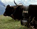 Collier de sonaille de vache noire de Martigny - © Norbert Pousseur