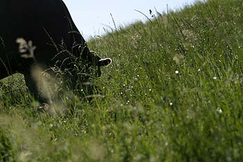 vache broutant dans prairie alpine - © Norbert Pousseur