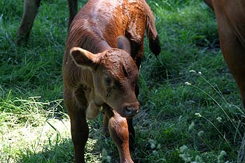 jeune veau dans prairie - © Norbert Pousseur