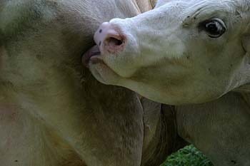 vache blanche se lèchant le dos - © Norbert Pousseur