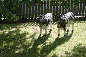 Statue de vaches dans jardin - © Norbert Pousseur