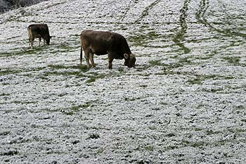 bovins broutant sur prairie enneigée - © Norbert Pousseur
