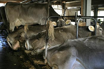 vaches en étable, à la queue attachée - © Norbert Pousseur