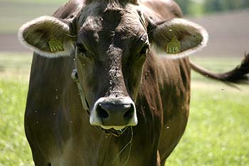 vache de face - © Norbert Pousseur