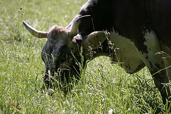 Vache à tête bigarrée, broutant - © Norbert Pousseur