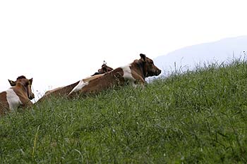 Vaches paissant au dos d'une colline - © Norbert Pousseur