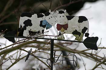 tête de vach'art n°154 de JM Meignan - mécène Lanquetot - © Norbert Pousseur