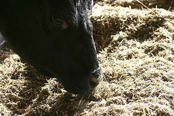 vache noire en étable, broutant une litière enrichie - © Norbert Pousseur