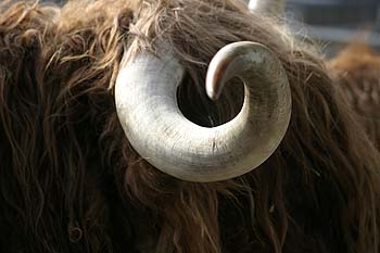 corne contournée de bovin à poil long - © Norbert Pousseur