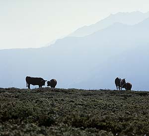 vaches et taureau sur fond de montagne - © Norbert Pousseur