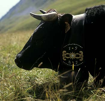 Collier gravé  de sonaille de vache noire de Martigny - © Norbert Pousseur