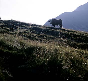 Taureau en silhouette sur crête montagneuse - © Norbert Pousseur