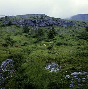 Plans de la Loriaz et vaches en alpage - © Norbert Pousseur"