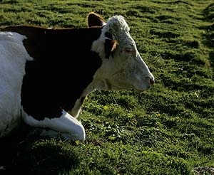 vache ruminante - © Norbert Pousseur