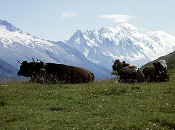 Troupeau au repos au col des Posettes, devant le Mont-Blanc - © Norbert Pousseur