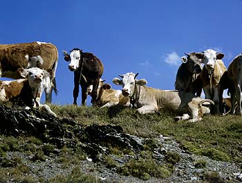 Vaches en photo de famille au sommet du col du Mont Joly - © Norbert Pousseur