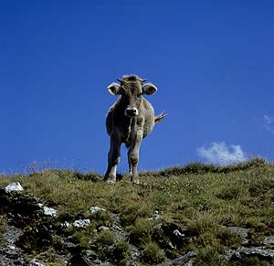 jeune génisse au sommet du col du Mont Joly - © Norbert Pousseur