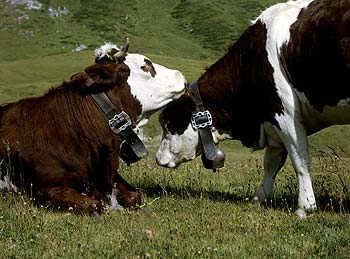 vaches se frottant l'une l'autre - © Norbert Pousseur