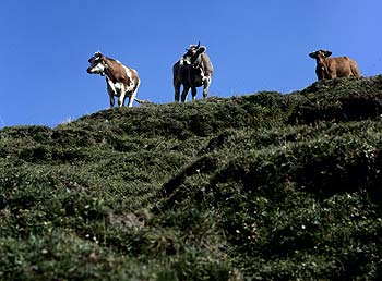 Vaches en photo de famille au sommet du col du Mont Joly - © Norbert Pousseur