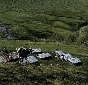 Vache retournant aux étables des Grangettes (Valais Suisse) - © Norbert Pousseur