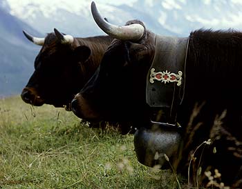 Collier de sonaille de vache noire de Martigny - © Norbert Pousseur