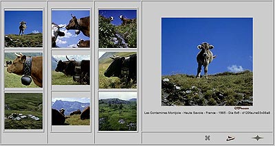 Vaches et sonnailles en Haute Savoie - © Norbert Pousseur