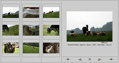Vaches en pâturages d'Argovie - © Norbert Pousseur