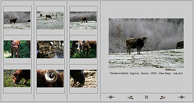 Vaches suisses en Argovie - © Norbert Pousseur