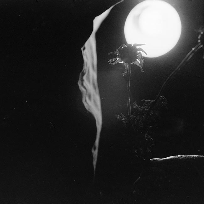 Tournesol mourant - © Norbert Pousseur
