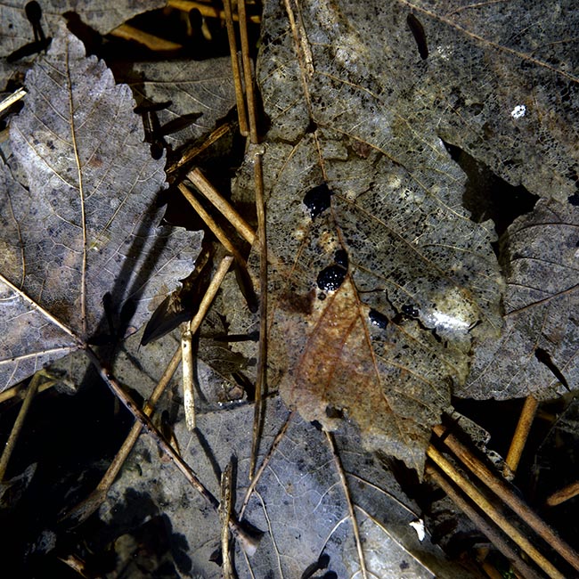 Feuilles mortes d'hiver -  © Norbert Pousseur