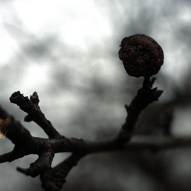 Pomme d'hiver fripée -  © Norbert Pousseur