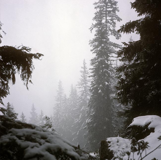 Epicéas sous la neige -  © Norbert Pousseur
