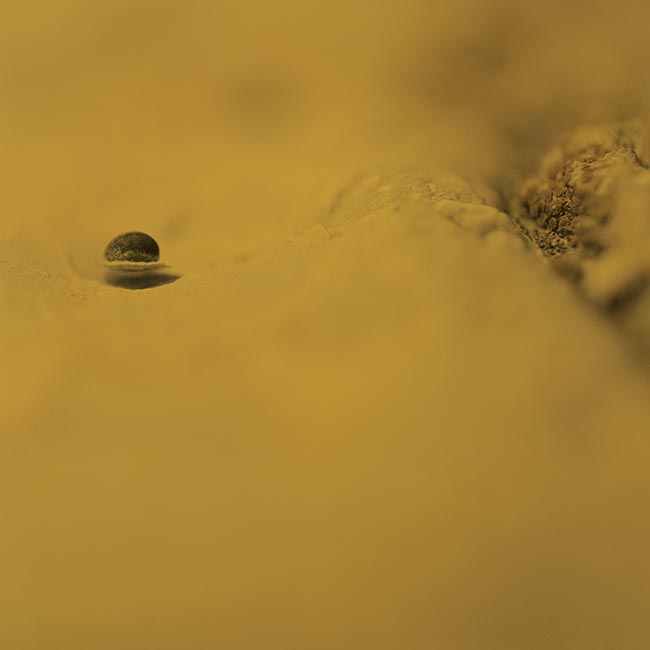 Étrange graine flottante -  © Norbert Pousseur