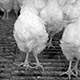 Imagette :  Pattes de poulets en cage - © Norbert Pousseur