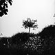 Imagette : Olivier en silhouette -  © Norbert Pousseur