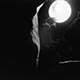 Imagette : Tournesol mourant - © Norbert Pousseur