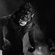Imagette : King-Kong cinématographique - © Norbert Pousseur