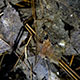 Imagette : Feuilles mortes mais substrat pour d'autres vies  -  © Norbert Pousseur