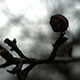 Imagette :  Pomme desséchée, fruit raté -  © Norbert Pousseur