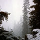 Imagette :  Forêt d'épicéas sous la neige -  © Norbert Pousseur